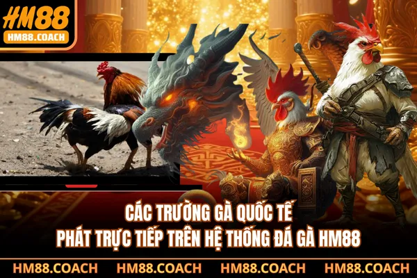 Các trường gà quốc tế phát trực tiếp trên hệ thống đá gà HM88